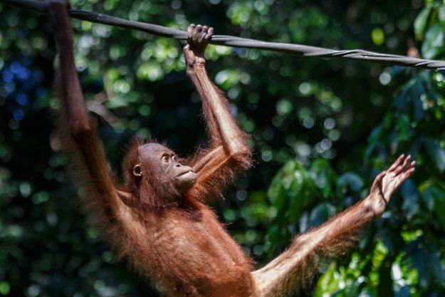 Sandakan_Sabah_Sepilok-Orangutan-Rehabilitation-Centre-02 Sandakan_Sabah_Sepilok-Orangutan-Rehabilitation-Centre-00