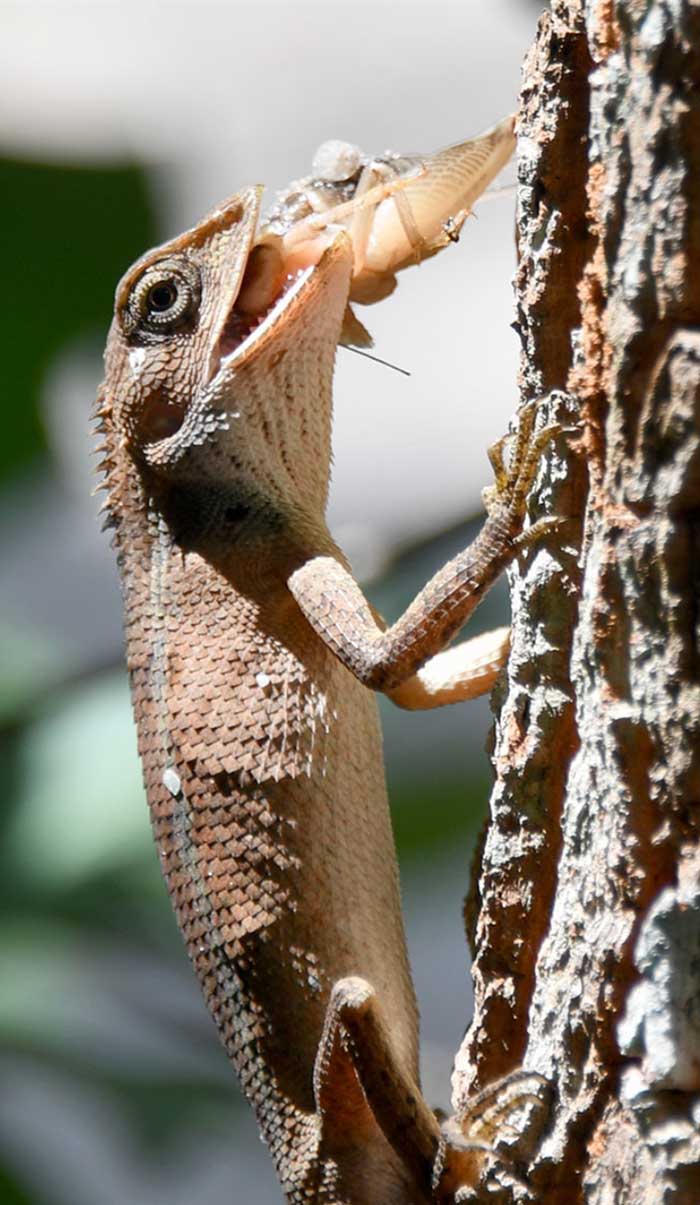 Vietnam is a foodie's paradise – even for lizards!