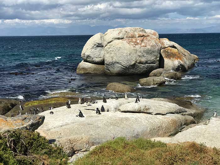 Penguins in Cape Town